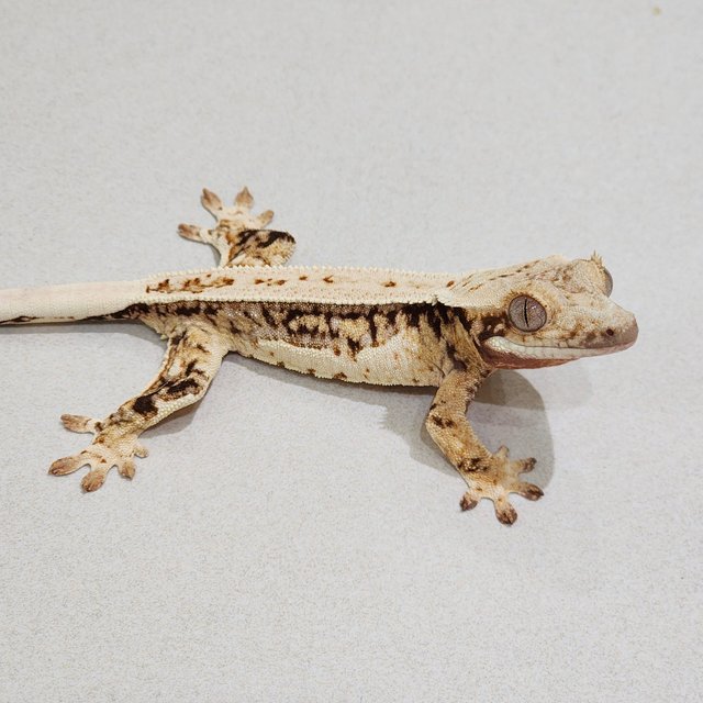 Full Pinstripe Drippy Quad White Spot