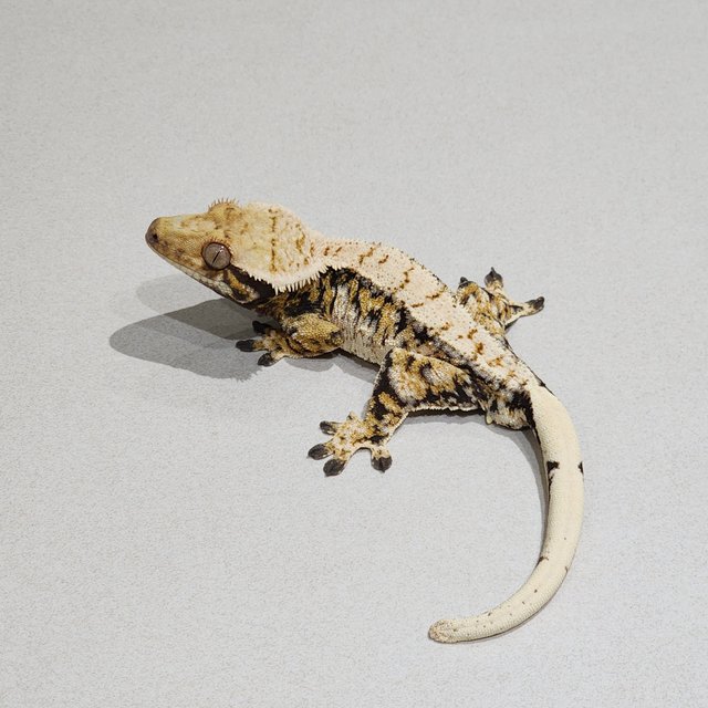 Extreme Harlequin Zengex White Pin Drippy Tri