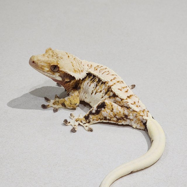 Tri Extreme Harlequin White Spot White Pin White Crown