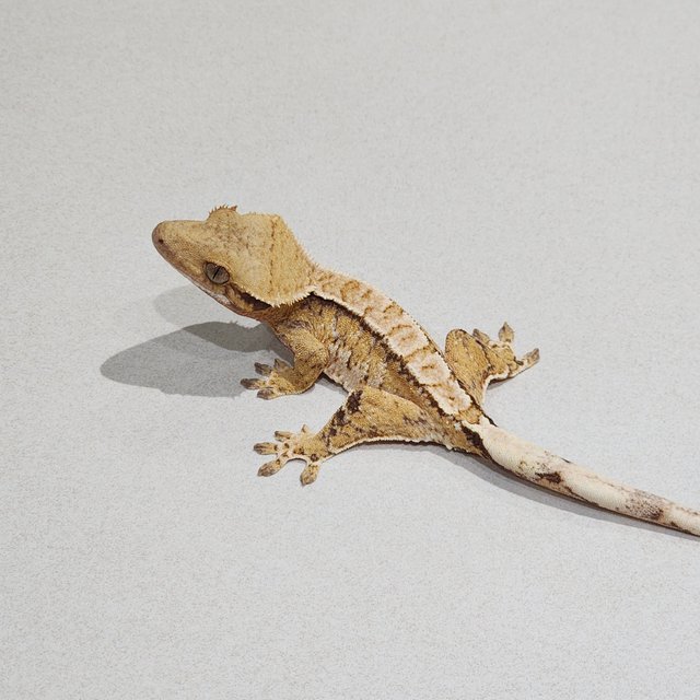 Tri Extreme Harlequin White Spot