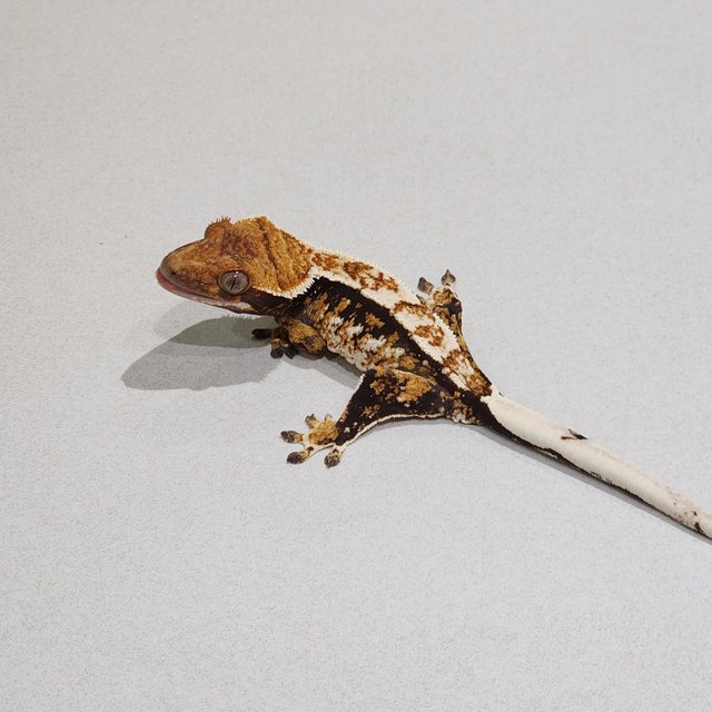 White Pin Tri Extreme Harlequin White Spot