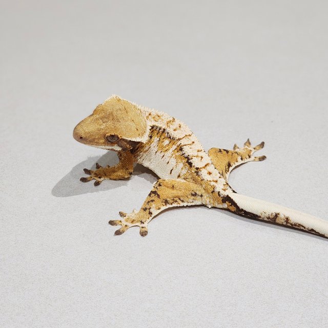 Extreme Harlequin White Pin White Spot Tri