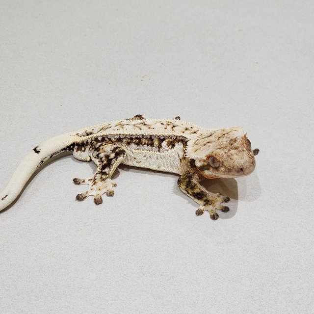 Full Pinstripe White Spot White Pin White Crown Brindle Drippy