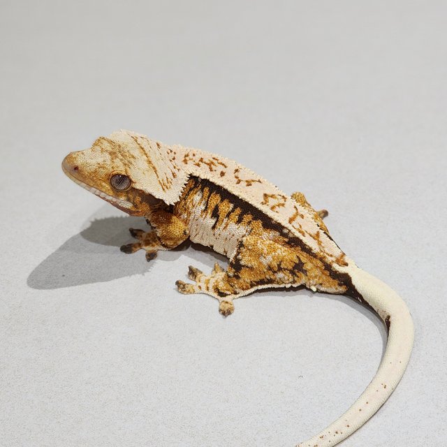 Extreme Harlequin Tri White Pin White Spot White Crown