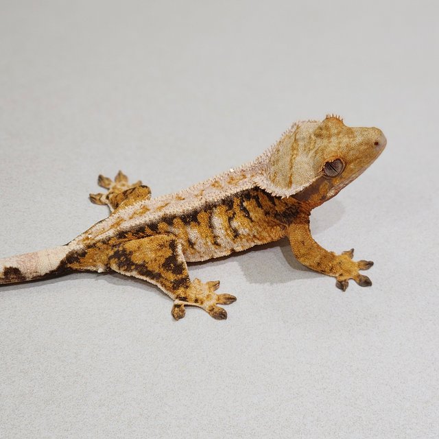 Tri Extreme Harlequin Drippy White Pin
