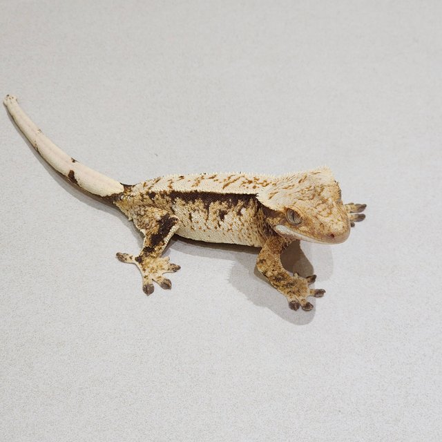Tri Extreme Harlequin White Spot