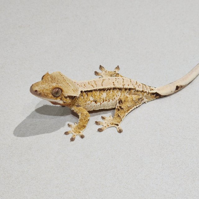 Drippy Tri Extreme Harlequin White Spot