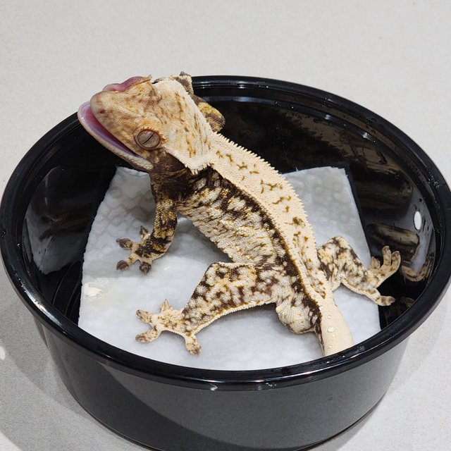 Quad White Spot White Crown