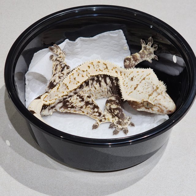 드리피 화이트스팟