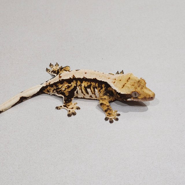 트라이 익스트림할리퀸 화이트핀