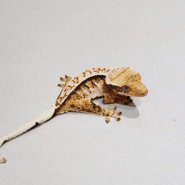 Tri White Spot White Pin Extreme Harlequin White Crown