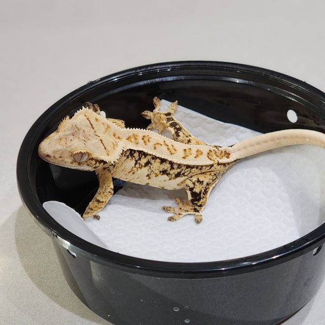 Drippy Tri White Crown White Spot Extreme Harlequin