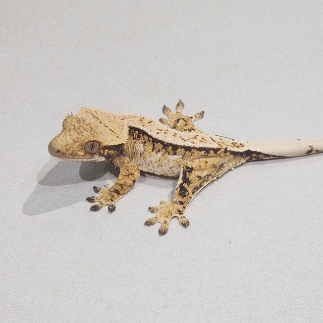 Extreme Harlequin Tri White Spot