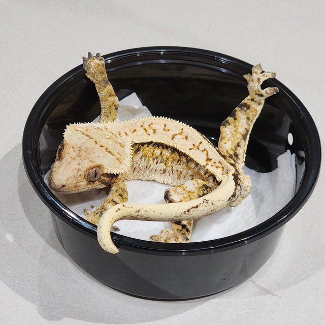 Full Pinstripe Extreme Harlequin Drippy White Spot Tri White Pin