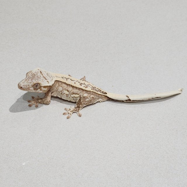 풀핀 드리피 화이트스팟 크림