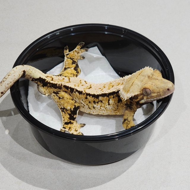 Extreme Harlequin White Spot Tri White Pin