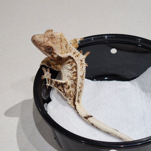 풀핀 브린들 드리피 화이트스팟 화이트핀 화이트크라운