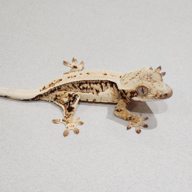 Full Pinstripe Drippy Quad White Spot