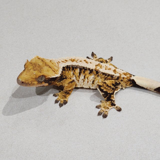 Barb Extreme Harlequin Tri Drippy