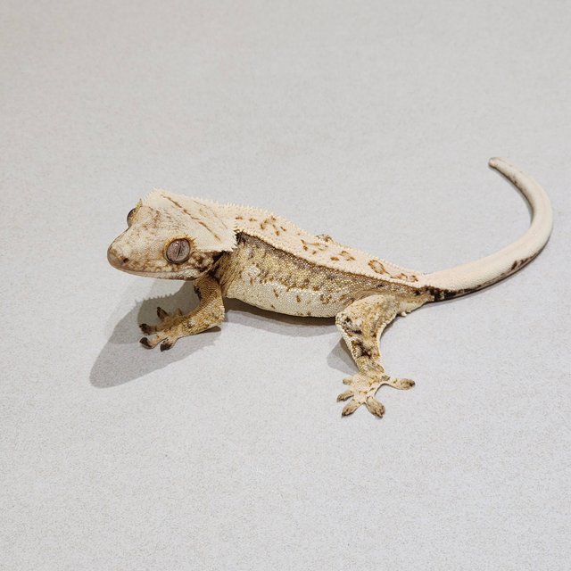 Full Pinstripe Drippy White Spot Quad