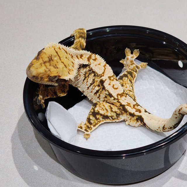 White Crown Tri Extreme Harlequin