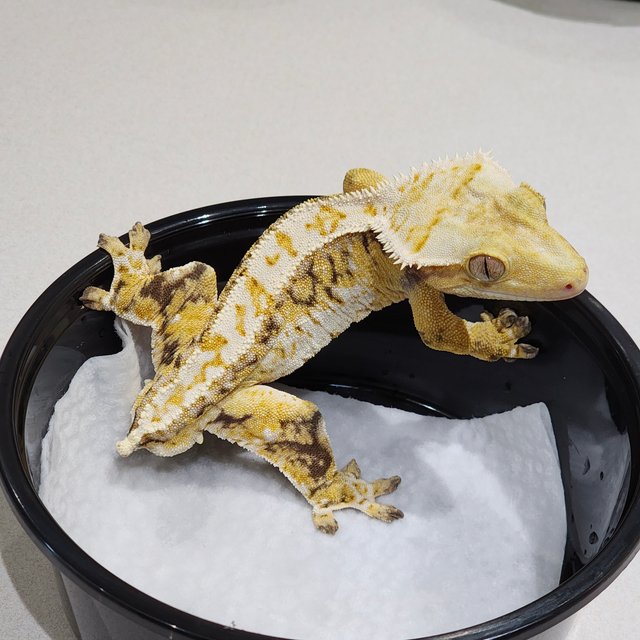 화이트크라운 드리피 트라이 익스트림할리퀸