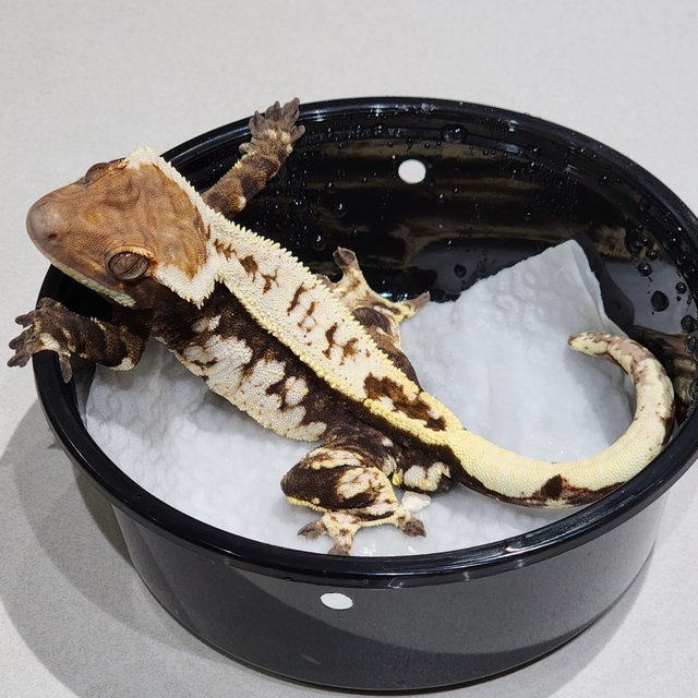 Cappuccino White Crown White Pin White Spot