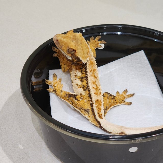 White Crown Drippy Tri Extreme Harlequin White Spot