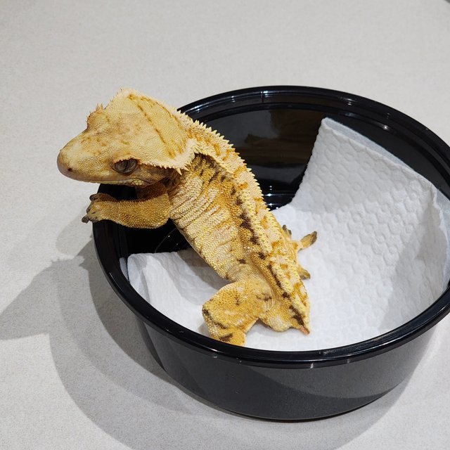 화이트크라운 트라이 익스트림할리퀸 화이트스팟