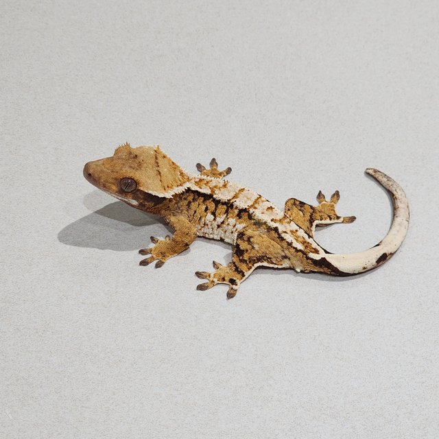 Tri Extreme Harlequin White Pin White Spot