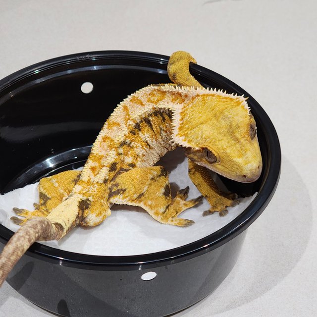 Extreme Harlequin Tri Drippy White Pin White Spot