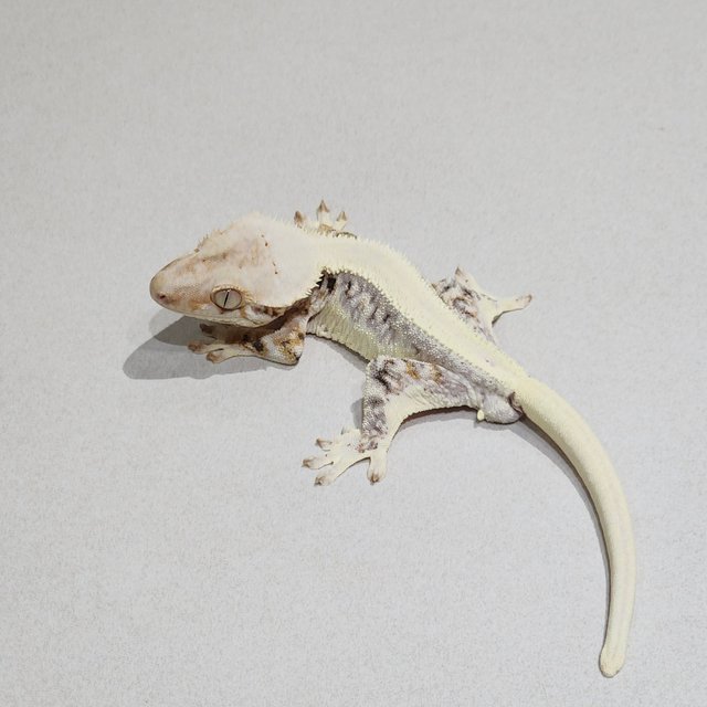 Solid Back Lilly White