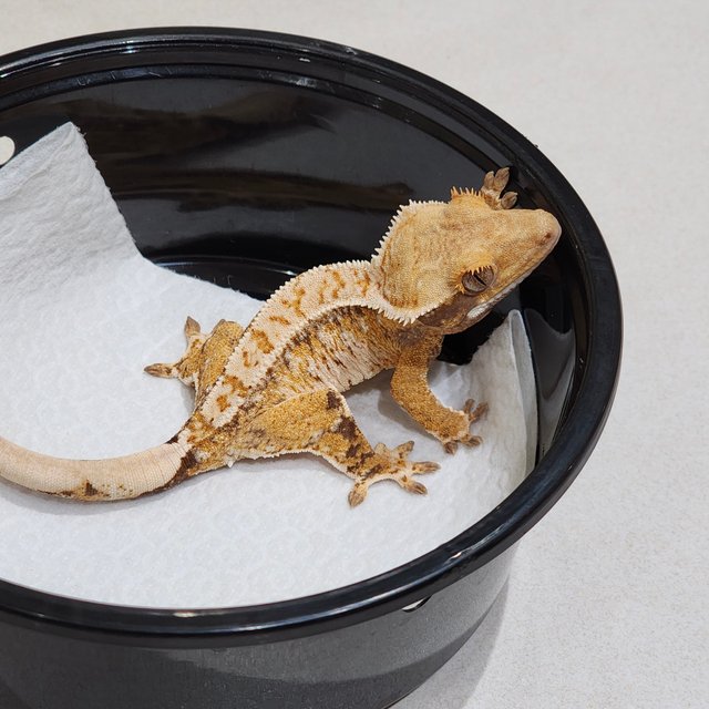 White Crown Tri Extreme Harlequin White Spot