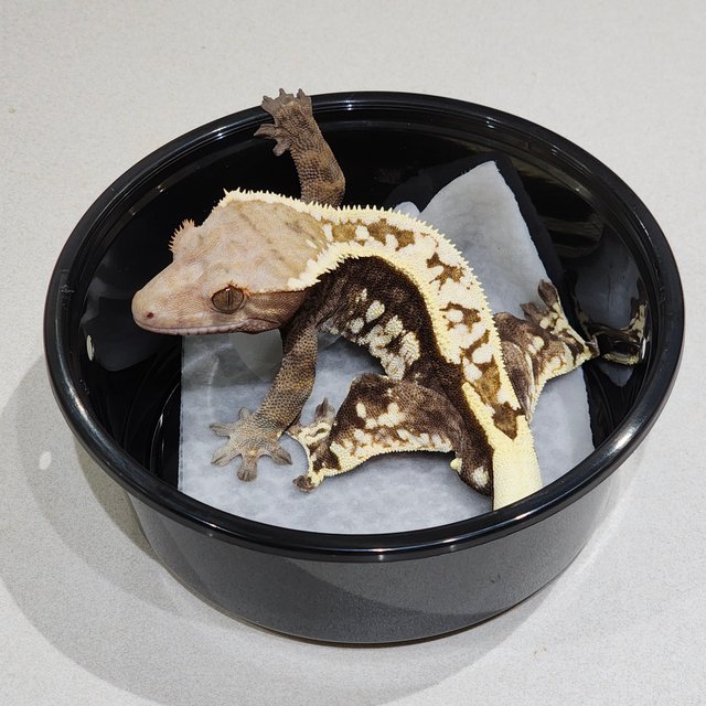 화이트크라운 카푸치노