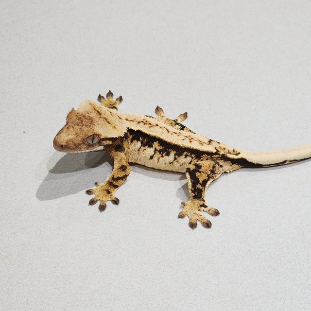 White Pin White Spot White Crown Drippy