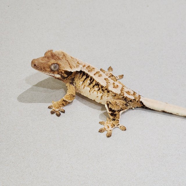 White Crown Tri Drippy Extreme Harlequin White Spot White Pin