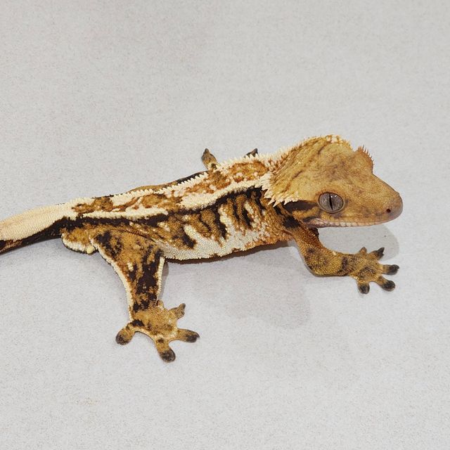 에밀리 트라이 익스트림할리퀸 화이트핀