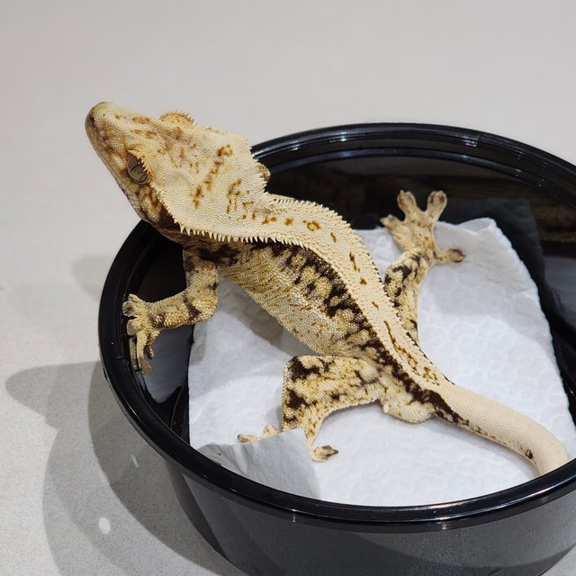 풀핀 드리피 화이트스팟