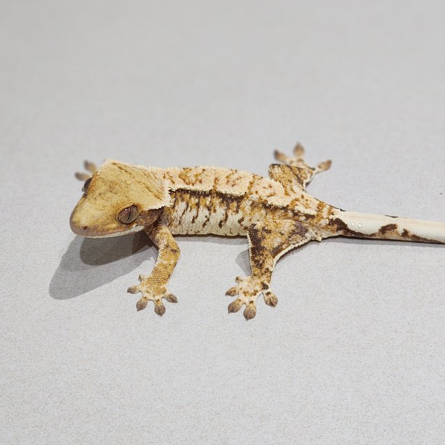 White Crown Tri Extreme Harlequin White Spot