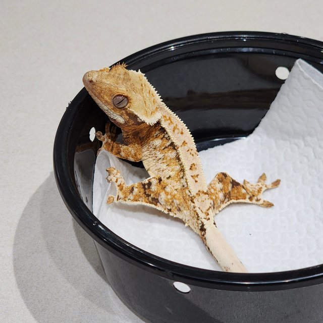 White Crown Tri Extreme Harlequin Drippy White Spot