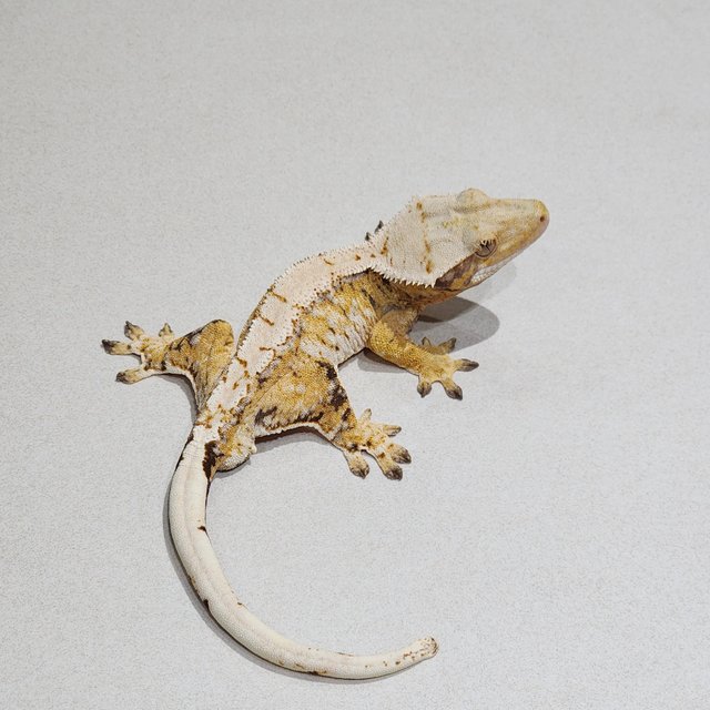 Tri Extreme Harlequin Drippy White Spot White Pin