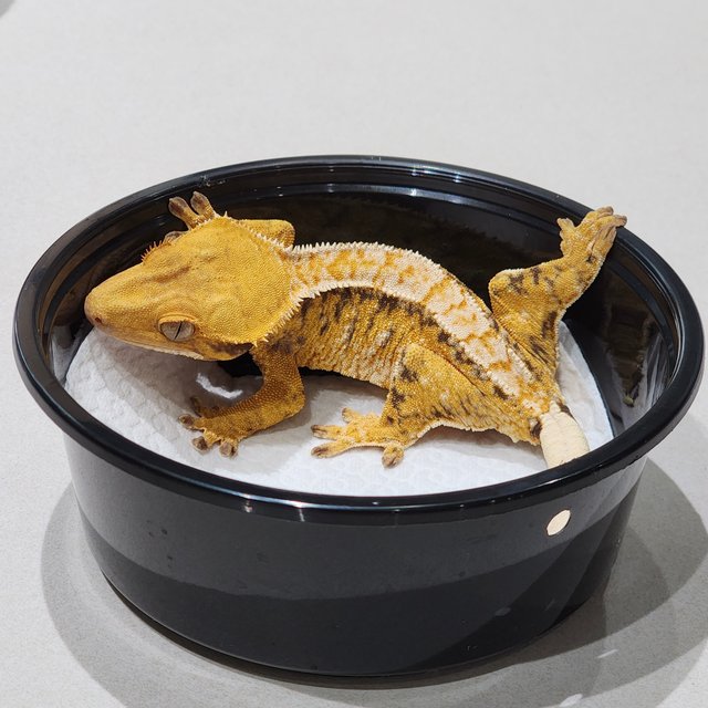 트라이 익스트림할리퀸 화이트스팟