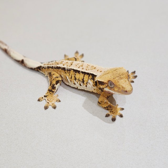 Full Pinstripe Drippy White Spot Tri Extreme Harlequin