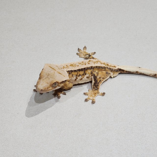 Full Pinstripe Drippy Tri Extreme Harlequin