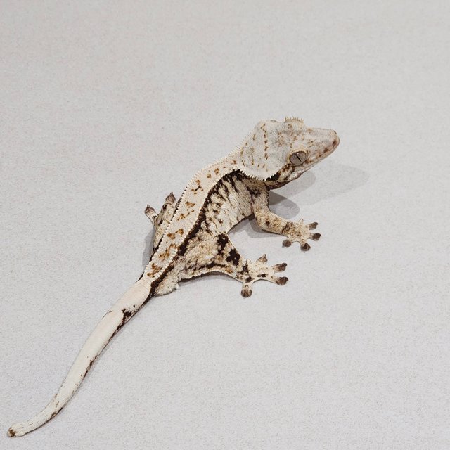 White Spot Full Pinstripe Drippy