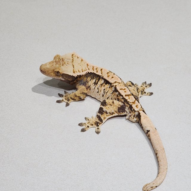 Extreme Harlequin Tri White Crown White Spot