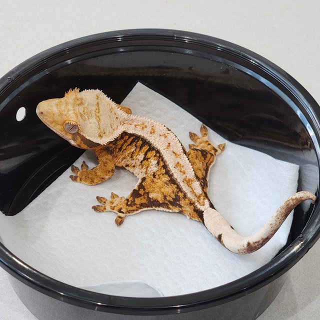 드리피 트라이 익스트림할리퀸 화이트핀