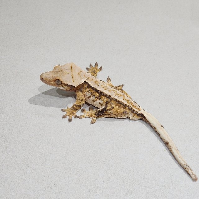 Full Pinstripe Drippy Tri Extreme Harlequin