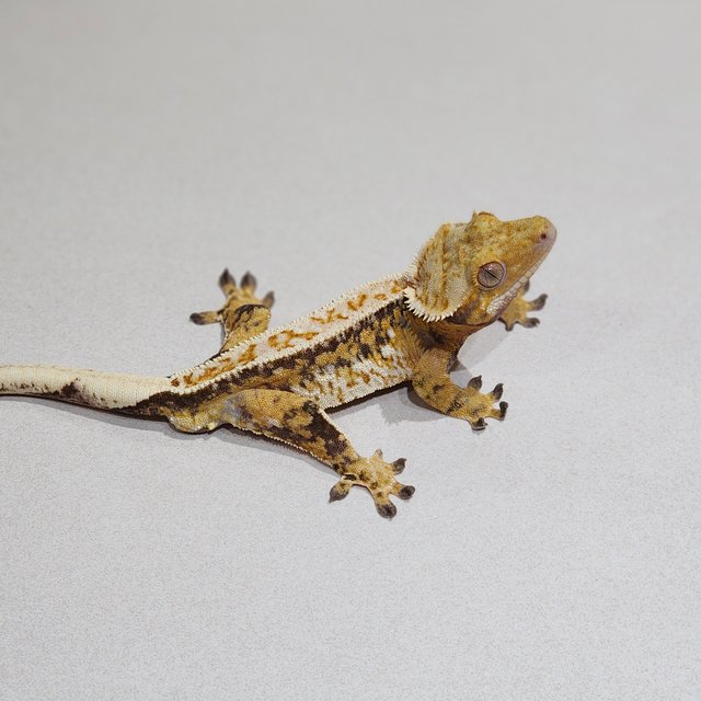 Drippy Tri Extreme Harlequin White Spot Full Pinstripe