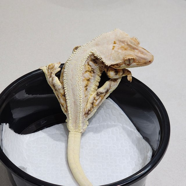 Solid Back Lilly White